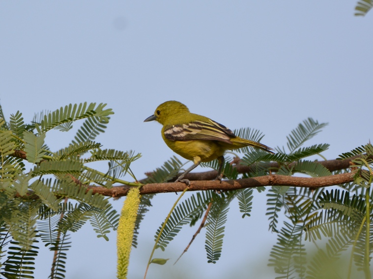 Common Iora