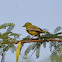 Common Iora