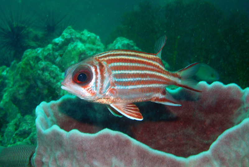 Crowned squirrelfish