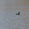 Northern Loon