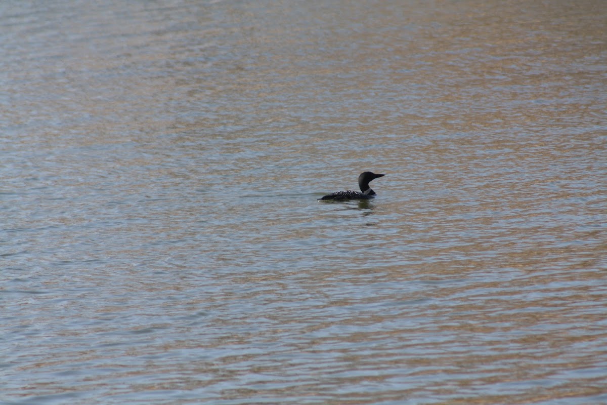 Northern Loon