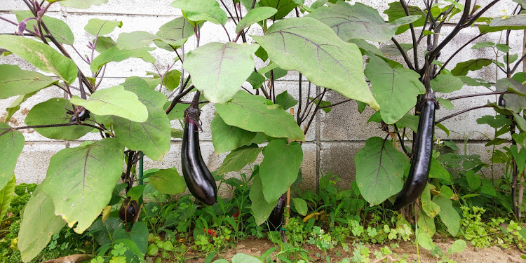 バモスホビオのピカピカ✨ホビオ🚙💨・家庭菜園🍆・朝ラー🍜🍥に関するカスタム事例の投稿画像15枚目