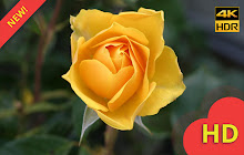 Yellow Roses Wallpaper & Yellow Flowers Theme small promo image