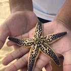 Northern Pacific Sea Star