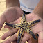 Northern Pacific Sea Star