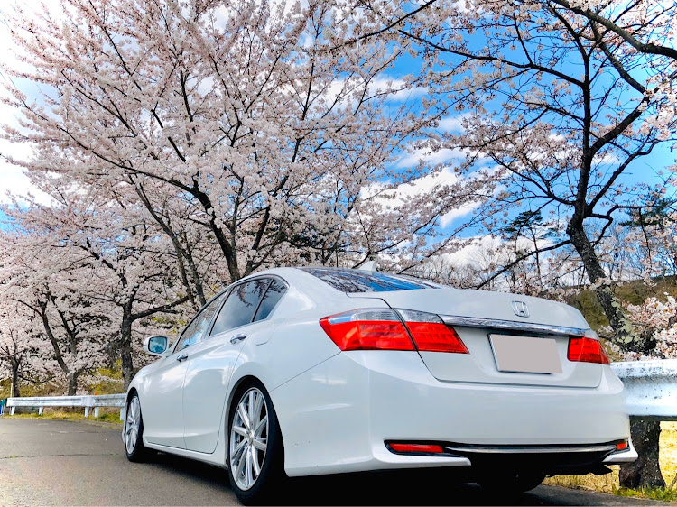 アコードのCR6・アコードハイブリッド・車高調整・花見・コロナウイルスに負けるなに関するカスタム事例の投稿画像1枚目