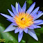 Red and Blue Water Lily