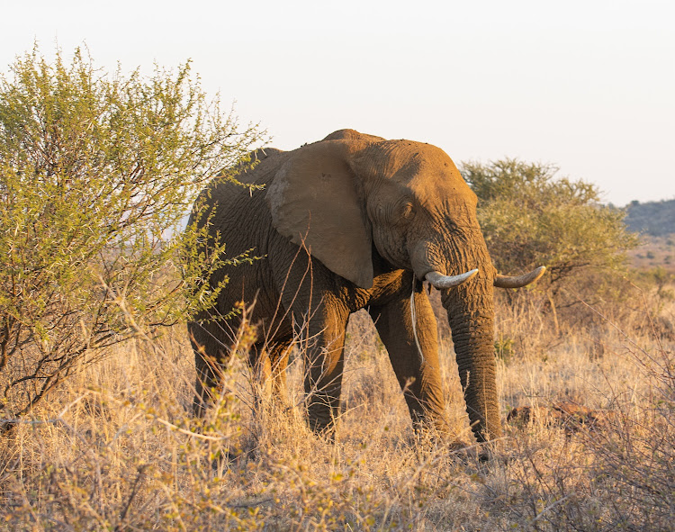 Lush Lodge Game Reserve.