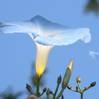 Un fiore illuminato di 