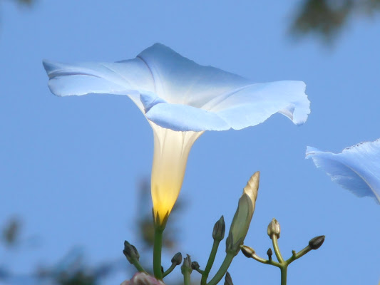 Un fiore illuminato di supergigi