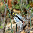 Milky Owlfly