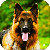 German Shepherd Live Wallpaper Backgrounds