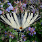 Scarce Swallowtail