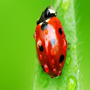 Ladybug Wallpapers  Icon