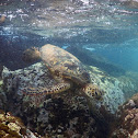 Green Sea Turtle