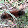 Woolly Bear Caterpillar