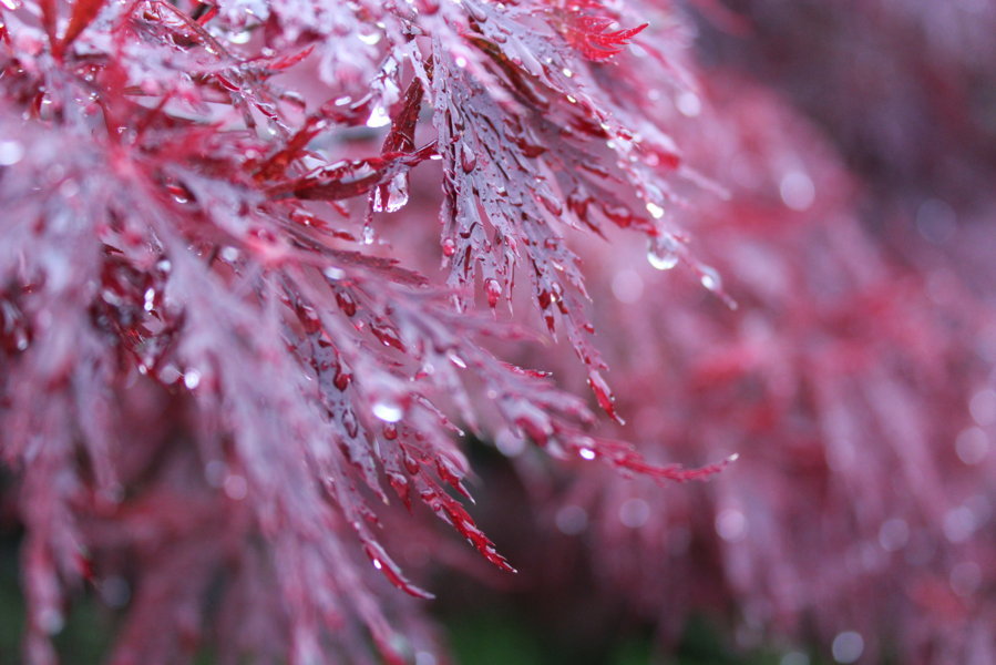 gocce d'autunno... di mtocco24