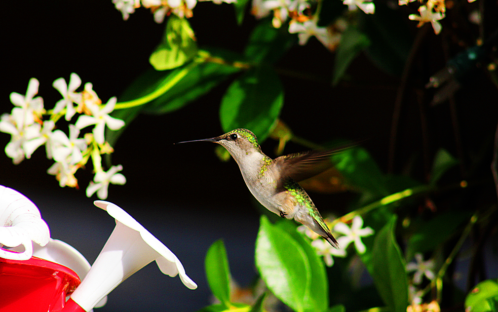 ruby throated hummingbird