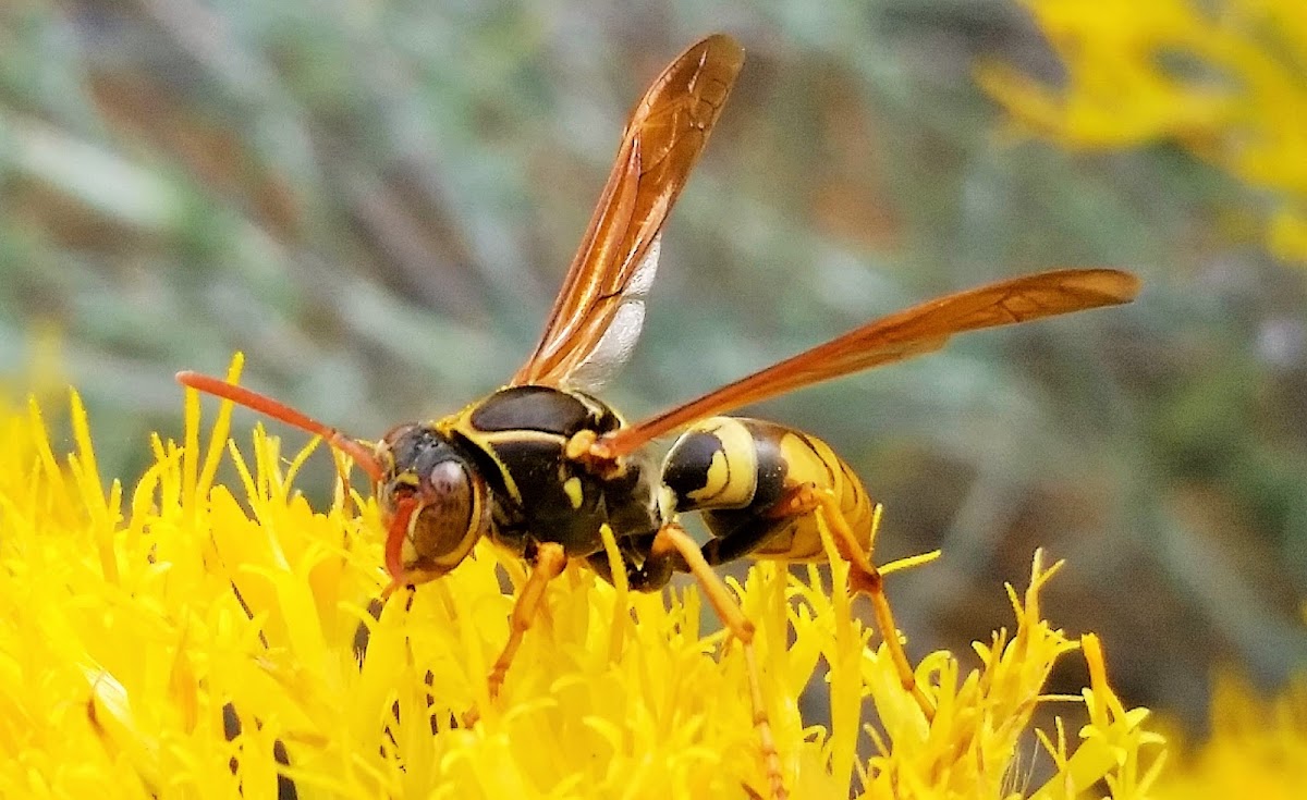 Golden paper wasp