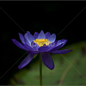 Purple lotus. by Savio Joanes - Flowers Flowers 2011-2013