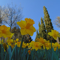 Narcisi in fiore  di 