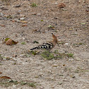 Hoopoe