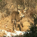 White tailed deer