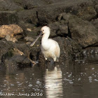 Spoonbill; Espátula