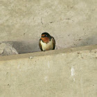 Barn Swallow