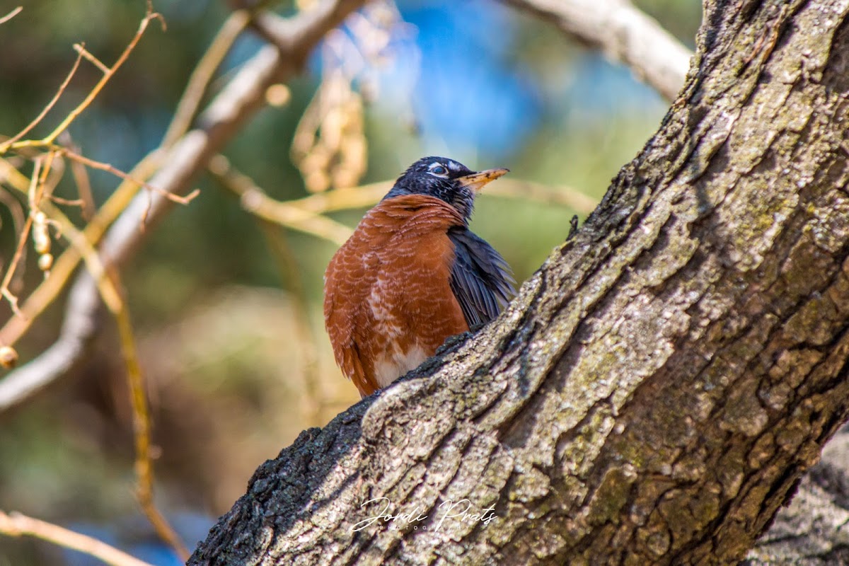 American Robin