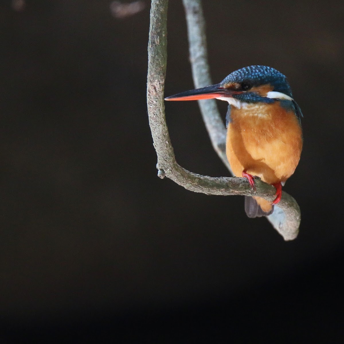 River Kingfisher