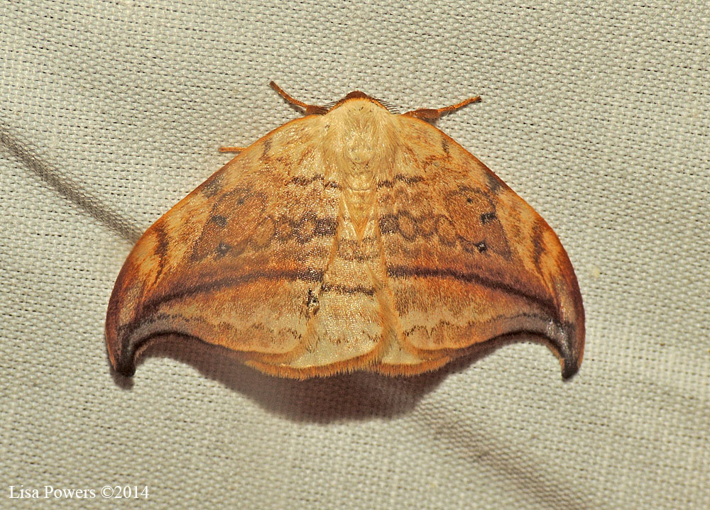 Arched Hooktip Moth