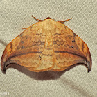 Arched Hooktip Moth