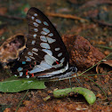 Common Jay butterfly