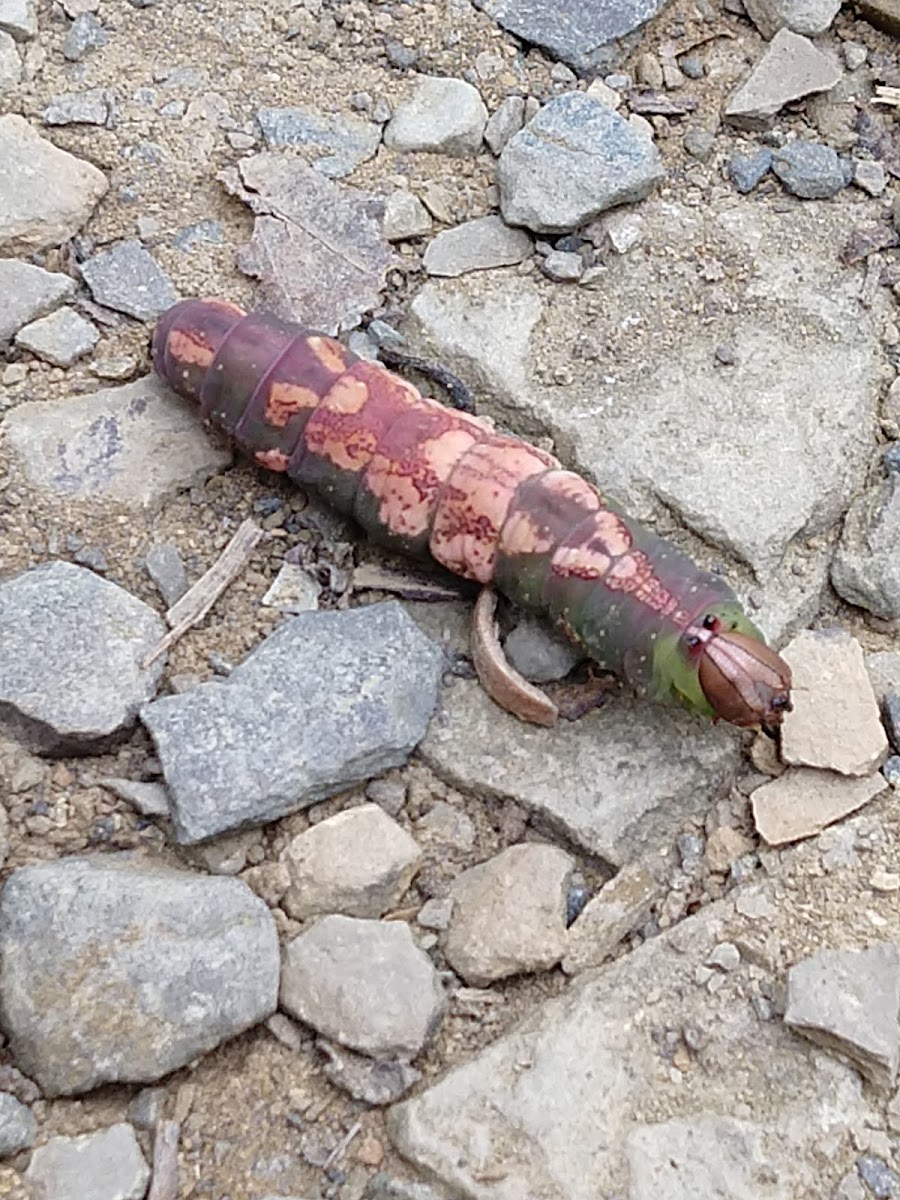 White-blotched Heterocampa caterpillar