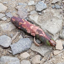 White-blotched Heterocampa caterpillar