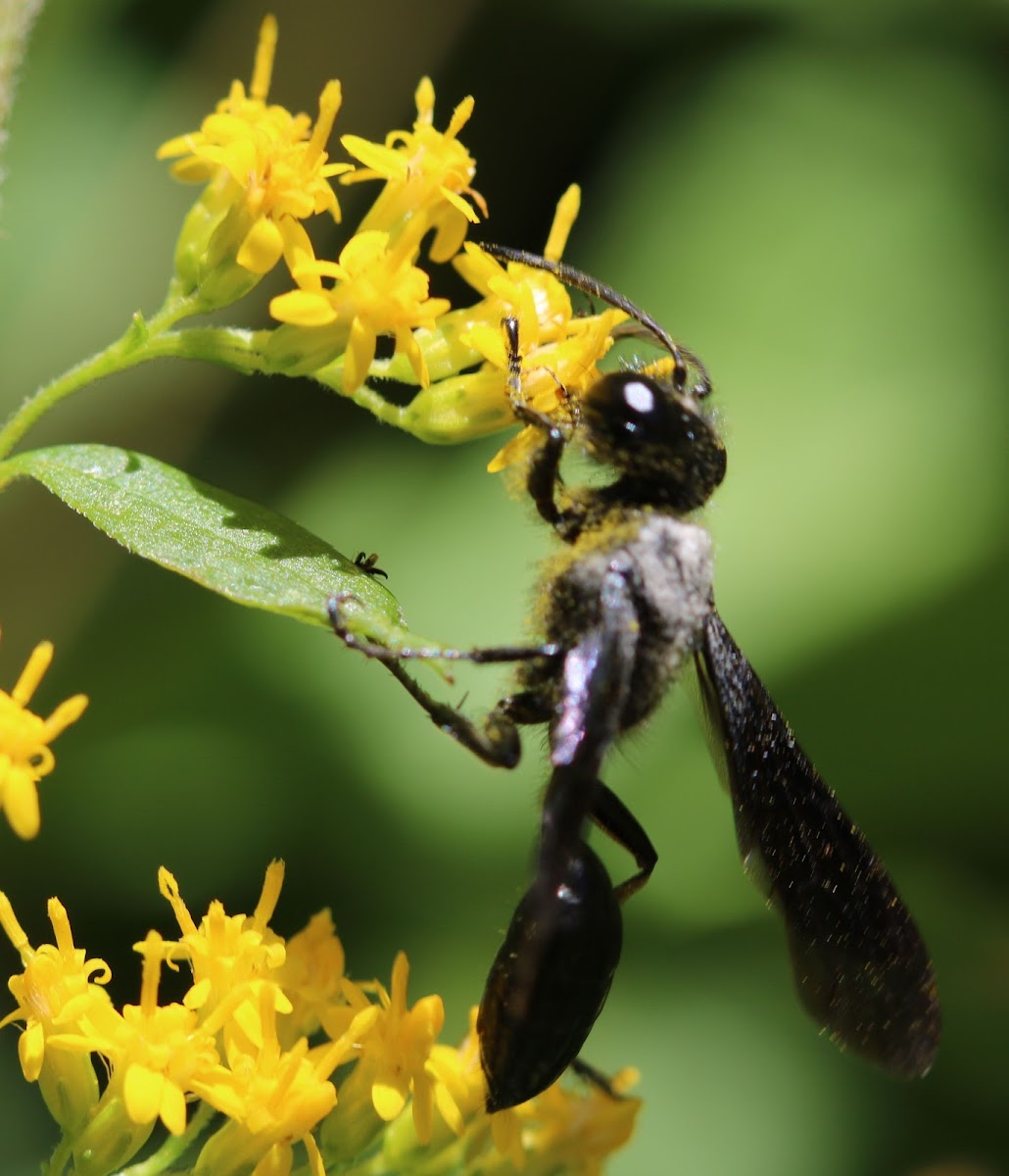 large wasp