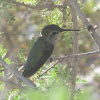 Costa's Hummingbird