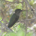 Costa's Hummingbird