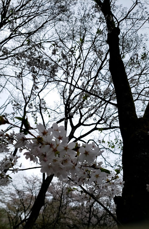 デミオの御茶猫・ねこです、宜しくお願いします・お花見レーシング・PickUpチャレンジ・お花見シーズン🌸に関するカスタム事例の投稿画像5枚目