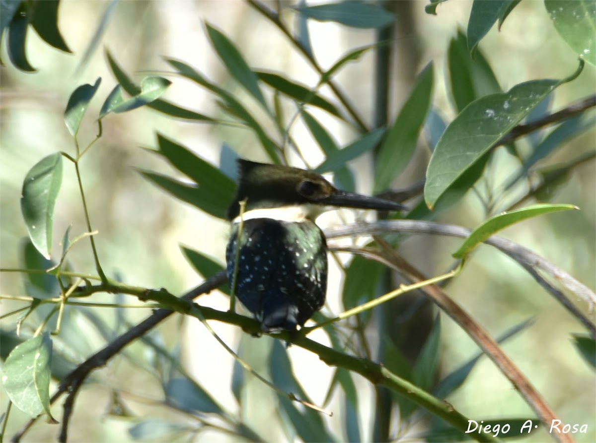 Green Kingfisher