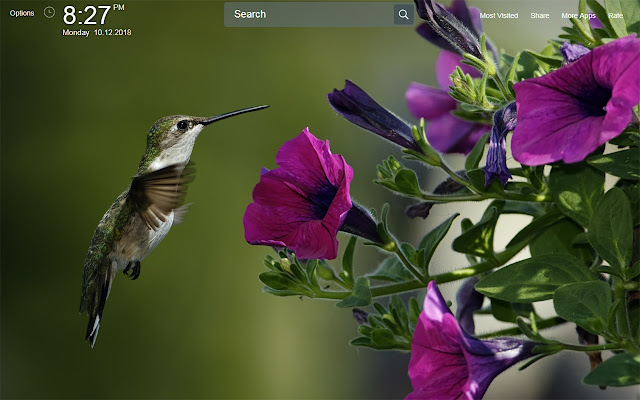 Hummingbird Wallpapers Theme New Tab