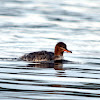 Red-breasted Merganser