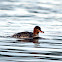 Red-breasted Merganser