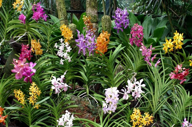 plant flower tropical lush botany blooming colorful garden flora botanical greenery orchid wildflower flowers flower bed stalks growing exotic fragrant floristry daylily flowering plant land plant