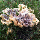 Giant Polypore