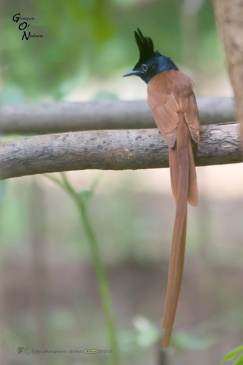 ASIAN PARADISE FLYCATCHER - ORANGE MORPH