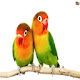 Birds Wallpaper HD New Tab Themes