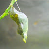 Pupa of Common Mormon butterfly