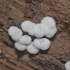 Slime Mold